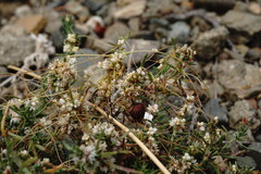 Cuscuta planiflora