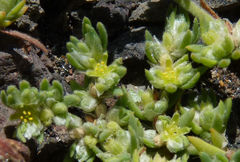 Paronychia illecebroides