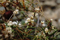 Cuscuta planiflora