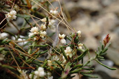 Cuscuta planiflora