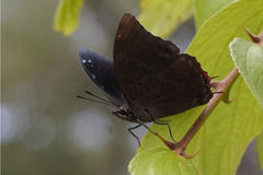 Charaxes chintechi chintechi