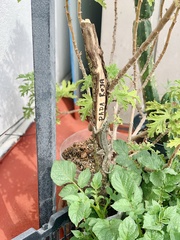 Sceloporus grammicus