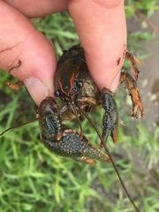 Lacunicambarus polychromatus