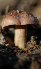 Tricholoma stans