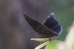 Charaxes chintechi chintechi