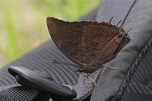 Charaxes chintechi