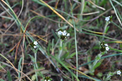 iNaturalist observation photo of Popcornflowers