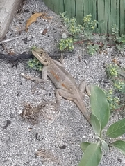 Agama picticauda image