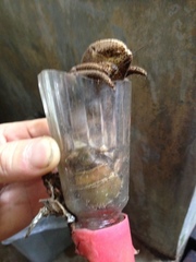 Coenobita brevimanus