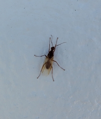 Camponotus castaneus image
