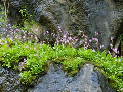 Primula pauciflora pauciflora
