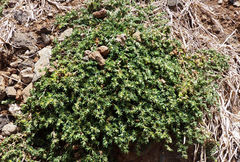 Paronychia illecebroides image