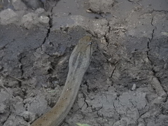 Mesotes strigatus