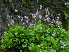 Primula pauciflora pauciflora