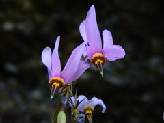 Primula pauciflora pauciflora