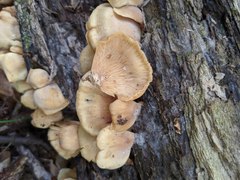 Hohenbuehelia angustata
