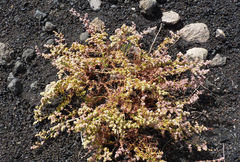 Paronychia illecebroides