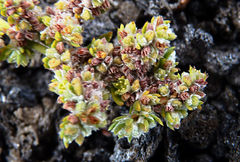 Paronychia illecebroides