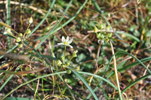 iNaturalist observation photo of Muilla