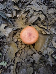 Gymnopilus liquiritiae