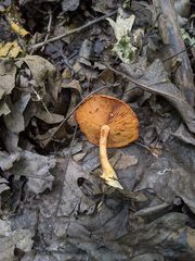 Gymnopilus liquiritiae
