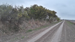 Geoffroea decorticans