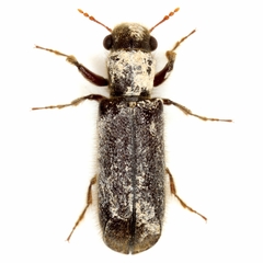 Melalgus plicatus