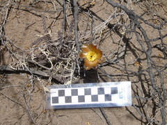 Pterocactus tuberosus