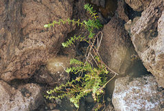 Paronychia illecebroides