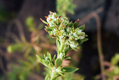 Paronychia illecebroides