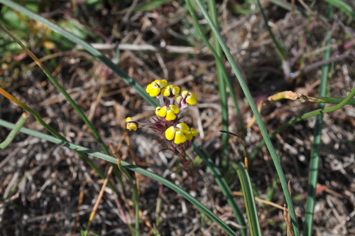 iNaturalist observation photo of butter-and-eggs