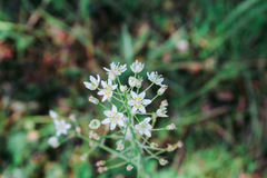 Melanthieae