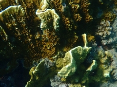 Millepora platyphylla