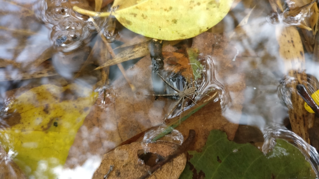 Hygropoda chandrakantii
