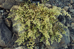 Paronychia illecebroides