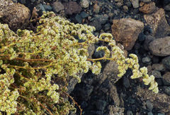 Paronychia illecebroides