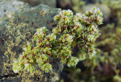 Paronychia illecebroides