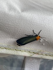 Apistosia judas
