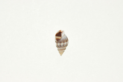 Nassarius fraterculus
