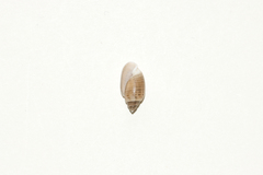 Acteonidae
