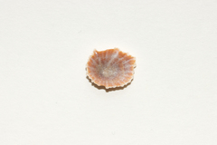 Siphonaria japonica