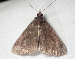 Hypena sordidula