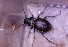 Carabus lusitanicus
