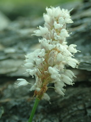 Bistorta alopecuroides