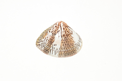 Macridiscus aequilatera