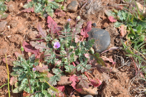 iNaturalist observation photo of Mediterranean Stork's-bill