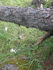 Bistorta alopecuroides