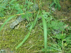 Bistorta alopecuroides