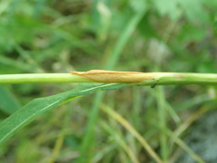 Bistorta alopecuroides