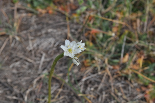 iNaturalist observation photo of Agaves, Orchids, Irises, and Allies